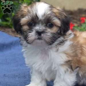TatorTot, Shih Tzu Puppy